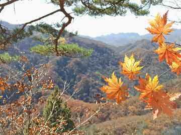 汇川区毛石镇最新消息全面解读